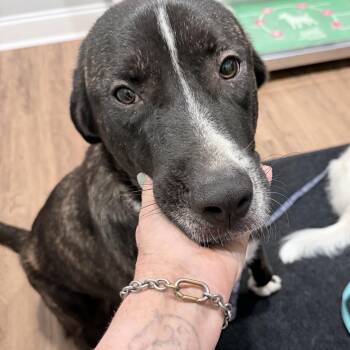 Porter -  Great Pyrenees and Plott Hound Dog for Adoption in Olive Branch, Mississippi - Porter | PetCurious