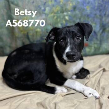 BETSY -  Pit Bull Terrier and Mixed Breed Dog for Adoption - BETSY | PetCurious