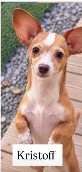 Kristoff -  Chihuahua Dog for Adoption in Cullman, Alabama - Kristoff | PetCurious