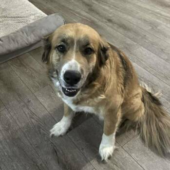 Shepherd and Collie Dogs Available for Adoption - Dakotah **Foster Needed** | PetCurious