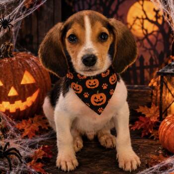 Sleepy -  Beagle and Hound Dog for Adoption in Richmond, Virginia - Sleepy | PetCurious