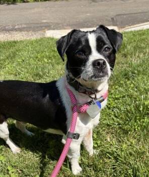 Oscar -  Mixed Breed Dog Available for Adoption in New Hope, Pennsylvania - Oscar | PetCurious