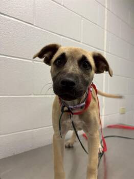 Black Mouth Cur and Anatolian Shepherd Dogs Available for Adoption in Corpus Christi, Texas - SWEETIE PIE | PetCurious