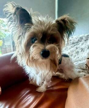 MORGAN -  Yorkshire Terrier Dog for Adoption in Palm City, Florida - MORGAN | PetCurious