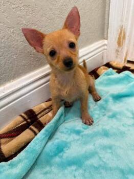 Guppy -  Chihuahua and Mixed Breed Dog for Adoption in Orlando, Florida - Guppy | PetCurious