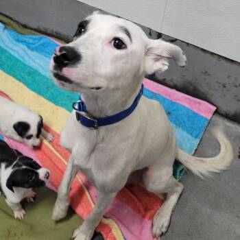 Rescue Australian Cattle Dog Blue Heeler and Border Collie Dogs for Adoption in Idaho Falls, Idaho - Bonnie | PetCurious