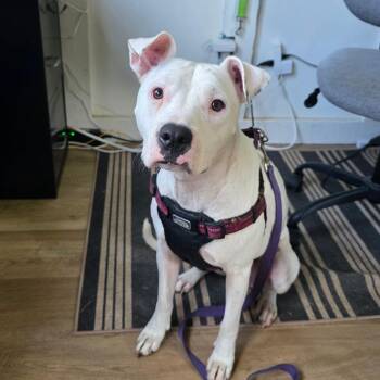 Iris -  Mixed Breed and Cattle Dog Dog for Adoption in Williston, Florida - Iris | PetCurious