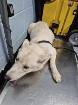 Pen 148 Jasmine -  Siberian Husky Dog for Adoption in Lawrenceville, Georgia - Pen 148 Jasmine | PetCurious