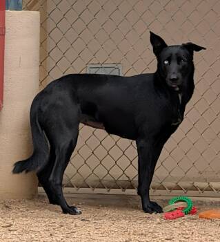 Cassie A220483 -  German Shepherd Dog Dog for Adoption in Plano, Texas - Cassie A220483 | PetCurious