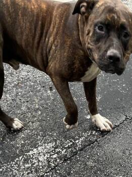 American Bulldog and Mixed Breed Dogs Available for Adoption in Doral, Florida - MAX FIGUEROA | PetCurious