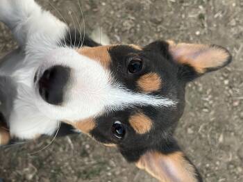 Rescue Australian Shepherd Dogs for Adoption in Longmont, Colorado - Annie Oakley | PetCurious