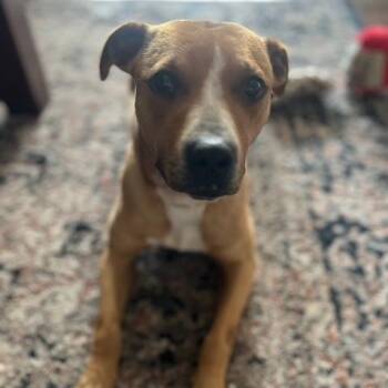 Rescue Pit Bull Terrier Dogs for Adoption in Peotone, Illinois - Little One | PetCurious