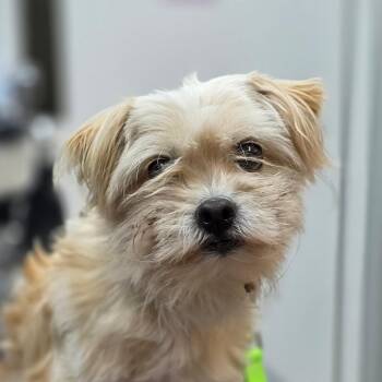 Maltese and Mixed Breed Dogs Available for Adoption in Buellton, California - Gibby | PetCurious