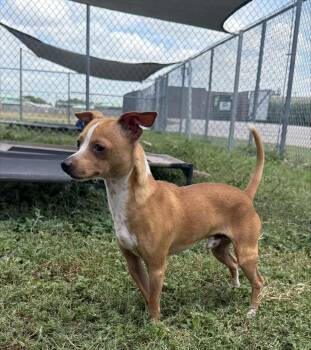 Rum -  Chihuahua Dog for Adoption in Schertz, Texas - Rum | PetCurious