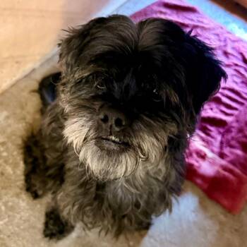 Frizzle -  Mixed Breed Dog for Adoption in Redwood Valley, California - Frizzle | PetCurious
