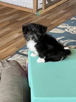 Bruno -  Maltese and Shih Tzu Dog for Adoption in Waterloo, Illinois - Bruno | PetCurious