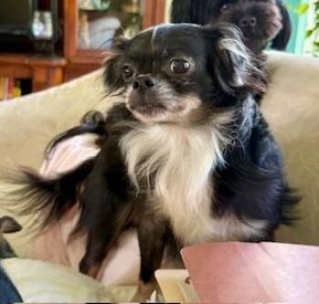 Suki -  Japanese Chin and Shih Tzu Dog for Adoption in Tifton, Georgia - Suki | PetCurious