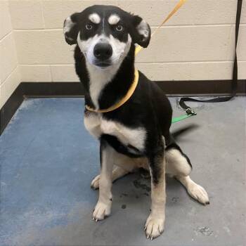 Bubbles -  Mixed Breed Dog for Adoption in Memphis, Tennessee - Bubbles | PetCurious