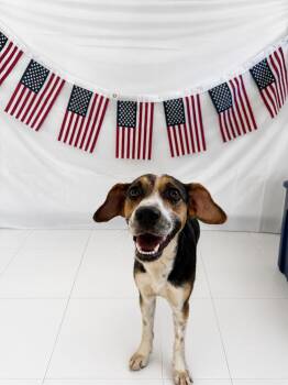 Dot -  Beagle Dog for Adoption in Chickasha, Oklahoma - Dot | PetCurious