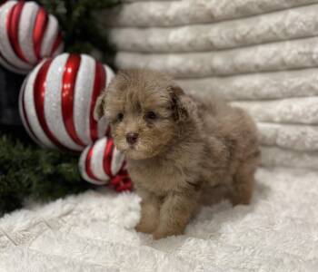 Rescue Miniature Poodle and Aussiedoodle Dogs for Adoption in Iron Ridge, Wisconsin - Christian | PetCurious