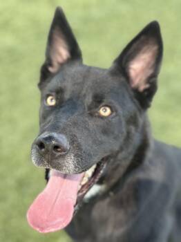 Rescue German Shepherd Dog and Labrador Retriever Dogs for Adoption in Pearland, Texas - Grayson | PetCurious