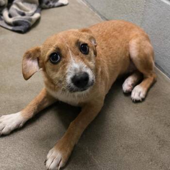 Cinnamon -  Terrier Dog for Adoption in San Jacinto, California - Cinnamon | PetCurious