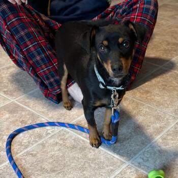 Mixed Breed Dogs Available for Adoption - Audrey | PetCurious