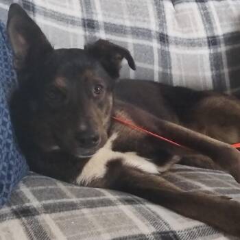 Shepherd and Mixed Breed Dogs Available for Adoption in Tulsa, Oklahoma - Ella | PetCurious