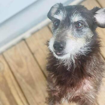 Booger "Boogy" -  Terrier and Dachshund Dog for Adoption in Houston, Texas - Booger "Boogy" | PetCurious
