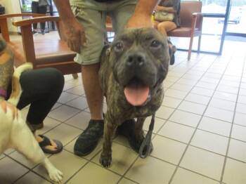 Pit Bull Terrier Dogs Available for Adoption - EUGENE | PetCurious