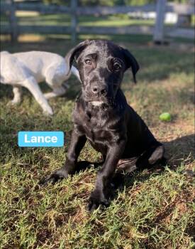 Lance -  Labrador Retriever Dog for Adoption in Alexander, Arkansas - Lance | PetCurious