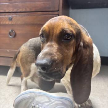 Hammi -  Basset Hound Dog for Adoption in Franklin, North Carolina - Hammi | PetCurious