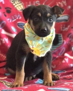 German Shepherd Dog and Mixed Breed Dogs Available for Adoption in Morristown, New Jersey - Orange | PetCurious