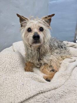 Terrier Dogs Available for Adoption in Erwin, Tennessee - Chloe | PetCurious