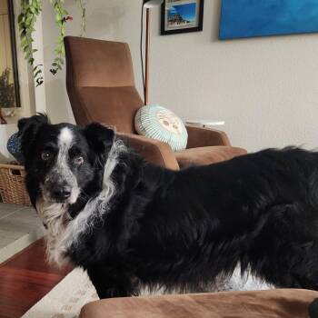 Abner -  Australian Shepherd Dog for Adoption in Ramona, California - Abner | PetCurious