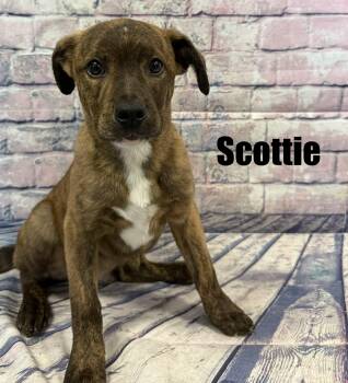 Labrador Retriever and Boxer Dogs Available for Adoption - Scottie | PetCurious