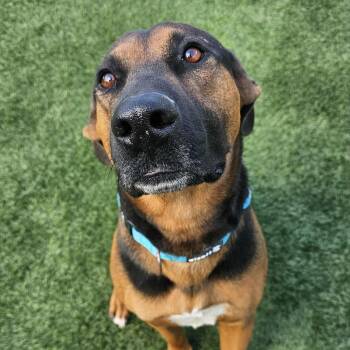 Buddy - COURTESY POST -  Hound and Shepherd Dog for Adoption in Sparta, Wisconsin - Buddy - COURTESY POST | PetCurious