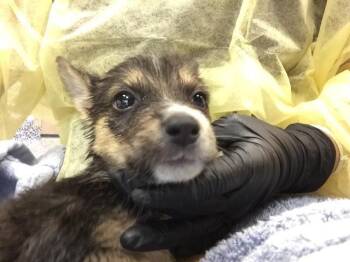 ABBY -  Australian Cattle Dog Blue Heeler Dog for Adoption in Thousand Palms, California - ABBY | PetCurious