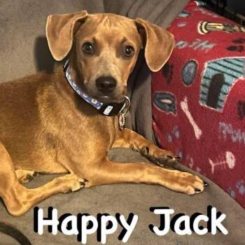 Happy Jack -  Dachshund Dog for Adoption in Carrollton, Texas - Happy Jack | PetCurious