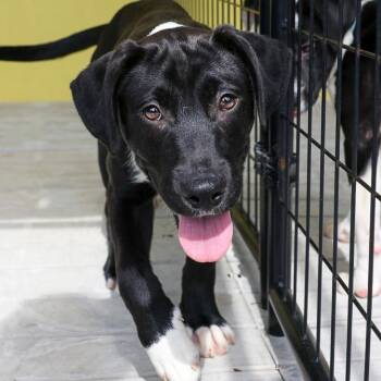 Mixed Breed Dogs Available for Adoption in Bradenton, Florida - Patchy | PetCurious