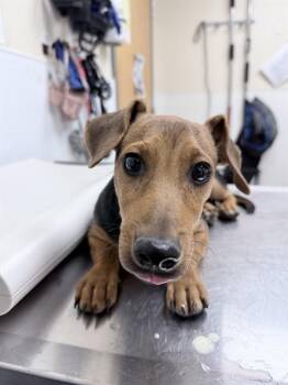 GINO -  Dachshund and Miniature Pinscher Dog for Adoption in Loveland, Colorado - GINO | PetCurious
