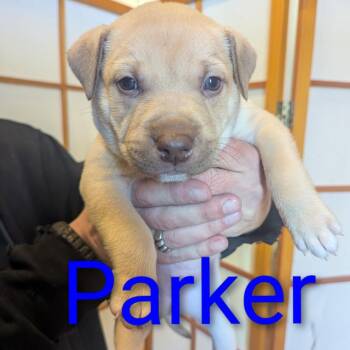 Parker D12362 -  Pit Bull Terrier and Husky Dog for Adoption - Parker D12362 | PetCurious
