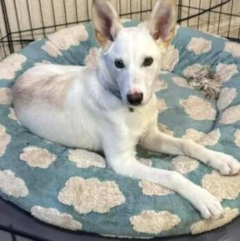 Husky Dogs Available for Adoption - Ace | PetCurious