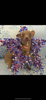 Jessie -  Chihuahua and Miniature Dachshund Dog for Adoption in New Haven, Connecticut - Jessie | PetCurious