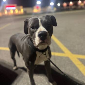 Rescue Pit Bull Terrier Dogs for Adoption in West Plains, Missouri - Zeus | PetCurious