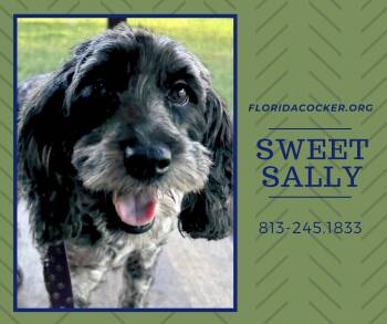Sweet Sally -  Cockapoo Dog for Adoption in Land O