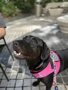 Ghost -  Mixed Breed Dog for Adoption in New York, New York - Ghost | PetCurious