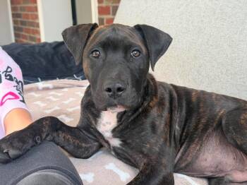Monte -  Pit Bull Terrier and Mastiff Dog for Adoption in Catasauqua, Pennsylvania - Monte | PetCurious