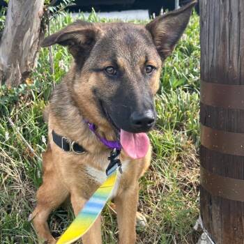 Zion -  German Shepherd Dog and Mixed Breed Dog for Adoption in Falls Church, Virginia - Zion | PetCurious