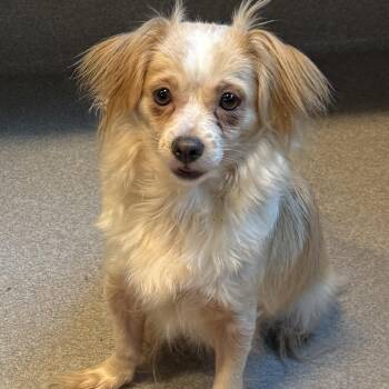 Everly 22785 -  Cocker Spaniel and Chihuahua Dog for Adoption in Cumming, Georgia - Everly 22785 | PetCurious